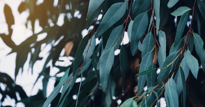 Acupuncture - Existing Patients