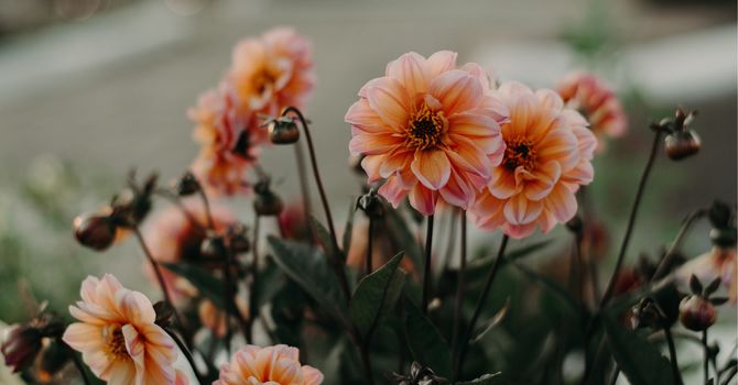 Acupuncture - New Patients